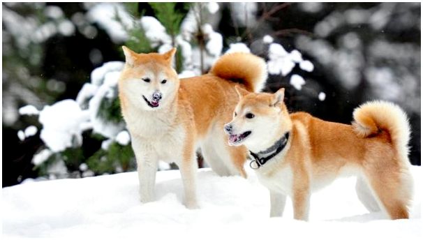 Две акита-ину в снегу