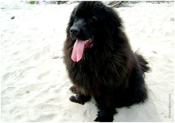 Худая черная собака порода thumbnail