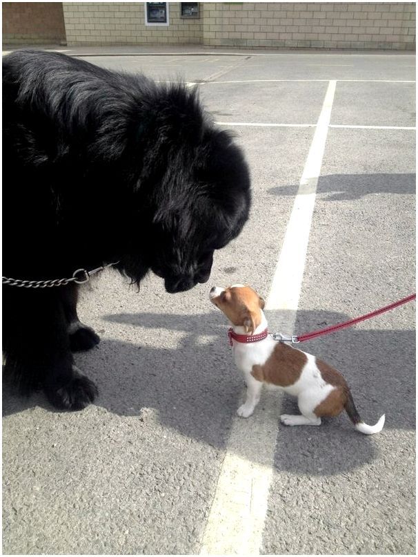 17. «Интересно наблюдать, когда мой ньюфаундленд встречает маленькую собачку»