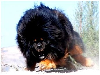 Большие породы собак тибетский мастиф