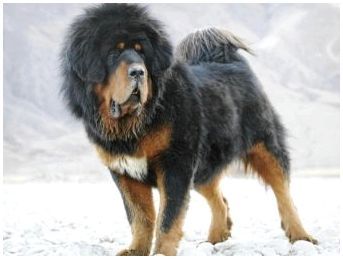 Большие породы собак тибетский мастиф