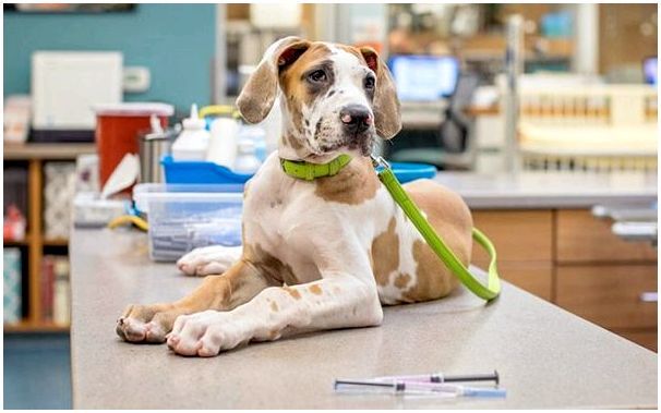 Через какое время действует прививка от бешенства у собаки