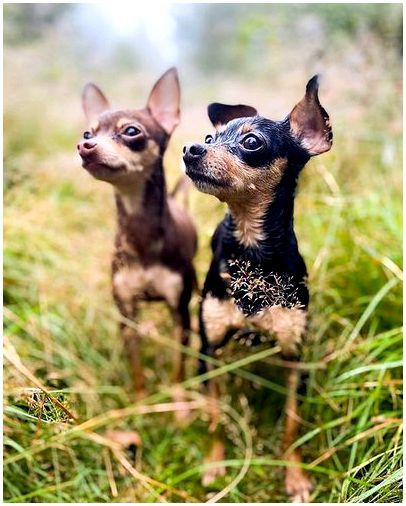 Чешская порода собак фото thumbnail