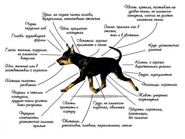 Чешская порода собак фото