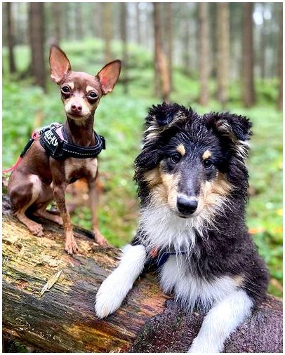 Чешская порода собак фото