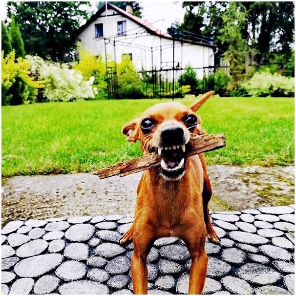 Чешская порода собак фото