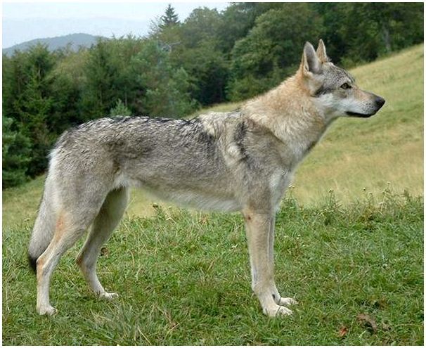 Чешский волчак порода собак фото thumbnail