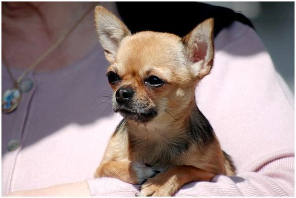 Чихуахуа порода собаки описание фото тип кобби