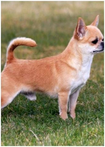 Чихуахуа порода собаки описание фото тип кобби