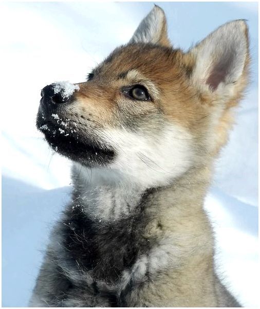 Фото собак породы чехословацкий влчак thumbnail
