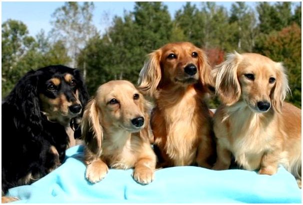 Фото собак разных пород такса