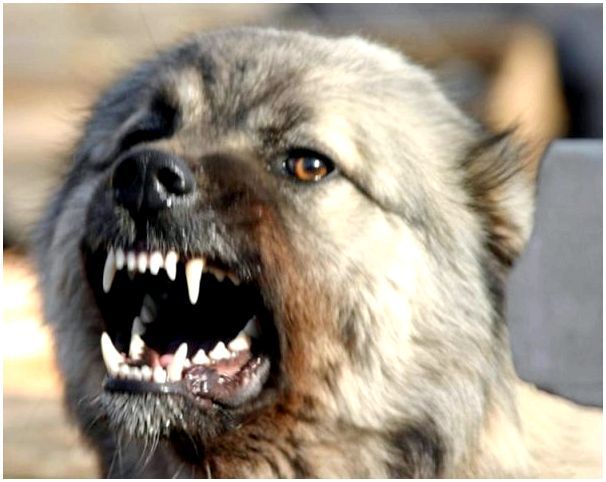 Фотографии собак кавказской породы thumbnail