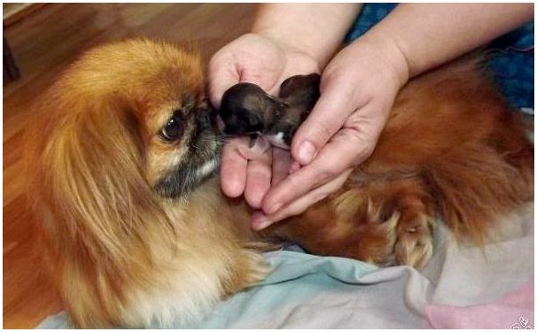 Сроки беременности у собак породы пекинес thumbnail