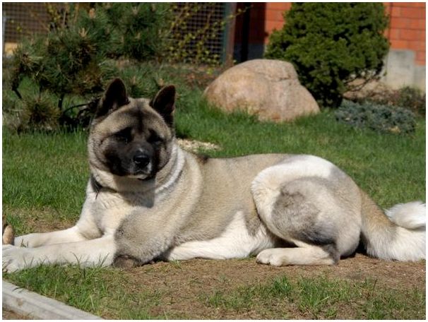 американская акита -большая японская собака