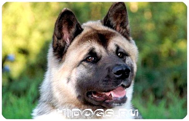 Порода собак - Американские Акиты, стандарт, полное описание, уход и особенности дрессировки, характера.