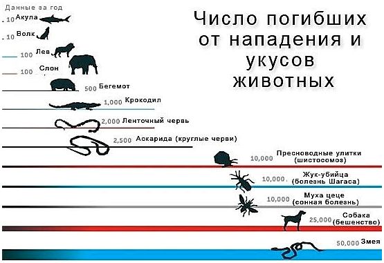 Статистика укусов собак пород в россии thumbnail