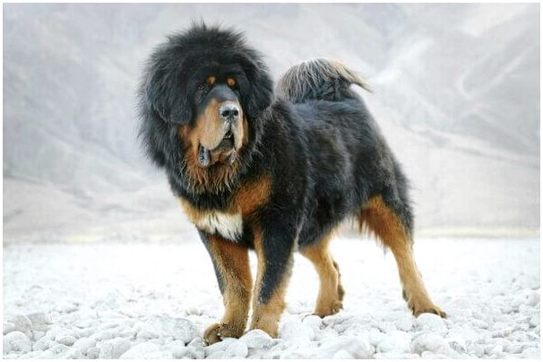 Тибетский мастиф самая большая порода собак в мире цены фото thumbnail