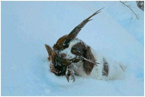 ТОП 10 Лучших охотничьих пород собак - Английский спрингер-спаниель