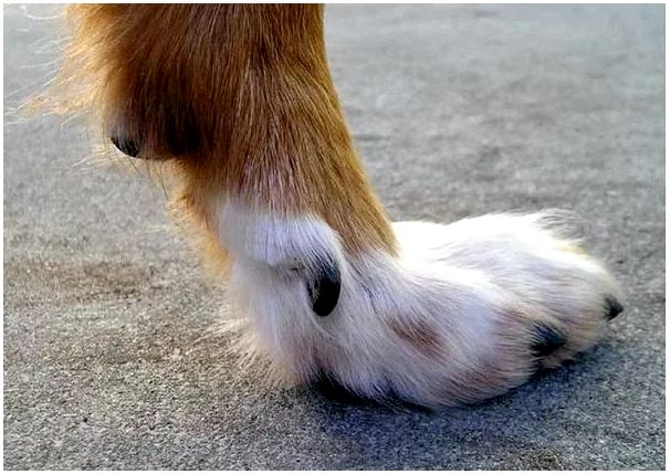 У каких пород собак шесть пальцев на задних лапах thumbnail