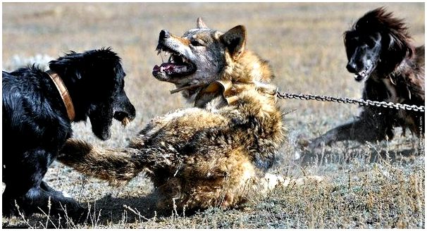 Тайган: Создан для уничтожения волков. Порода легендарных бойцов оказалась никому не нужна в 21 веке