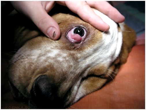 Самые вероятные болезни третьего века у собак и грамотное лечение