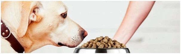 Как кормить собаку сухим кормом?