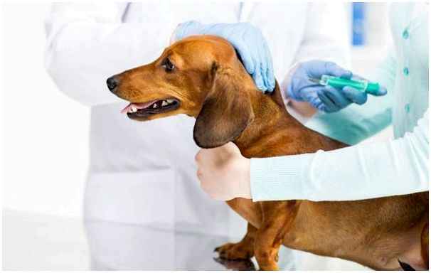Через какое время делают прививки от бешенства собаке thumbnail