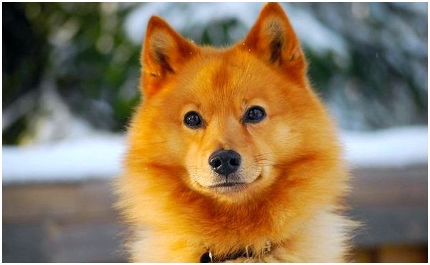Финский порода собаки фото thumbnail