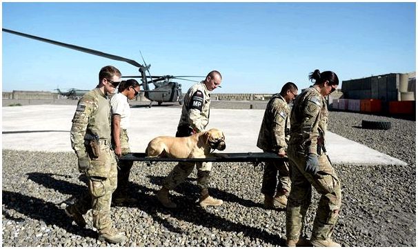 Военные собаки
