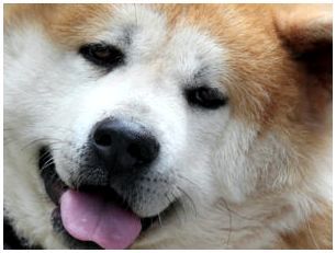 Японская лайка порода собак