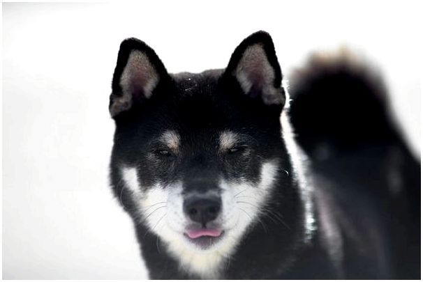 Японские собаки породы фото сиба ину thumbnail