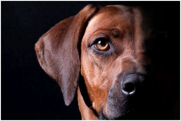 Родезийский риджбек фотография собаки