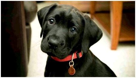 Как можно назвать собаку черного цвета?