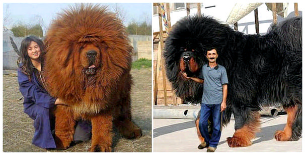 10 самых больших собак в мире с фото и видео