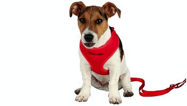 шлейка-жилетка для собаки фото