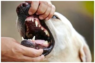 Уход кормление за собакой породы лабрадор thumbnail