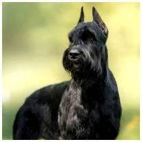 Черная большая собака с бородой - порода