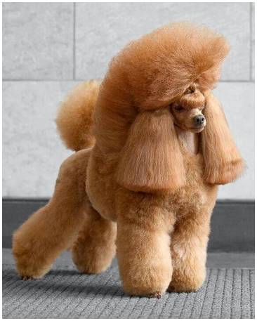 Фото стрижек для собак породы Ши-тцу