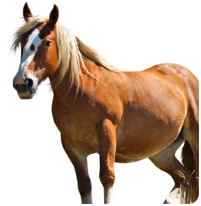 Как лошади классифицируются по типам?