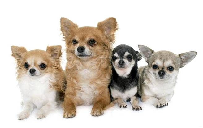 Какая маленькая порода собак самая спокойная?