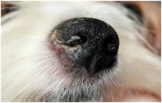Какой нос у собаки, если она болеет?