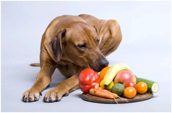 Натуральное питание для собак средних пород thumbnail