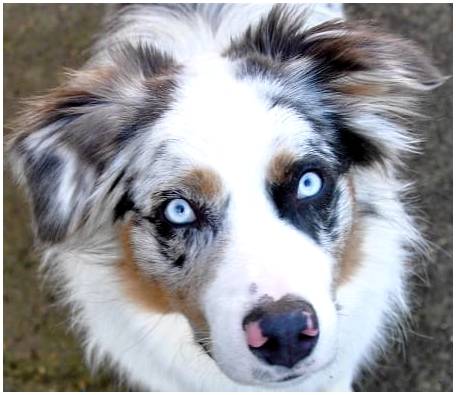 Трехцветная собака с голубыми глазами порода