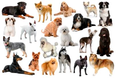 Все породы охотничьих собак с фотографиями и описанием