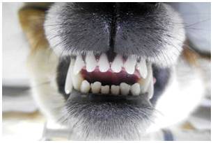 Зубы у собаки мелких пород