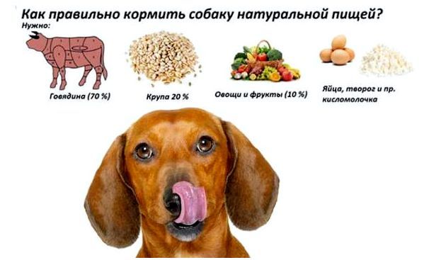 Собакам можно и нужно давать сырое мясо